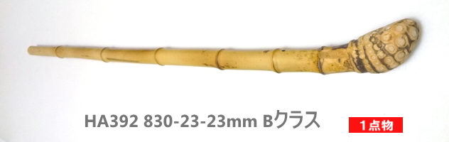 淡竹根付き】太目サイズ釣竿製作用・和竿手元素材