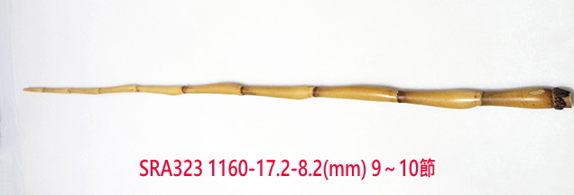 sra323.JPG